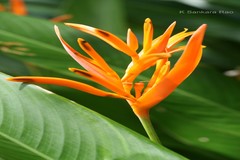 Heliconia psittacorum